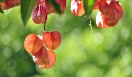 关于栾树的资料,绿色瑰宝，生态家园的守护者