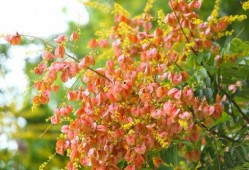 关于栾树的资料,绿色瑰宝，生态家园的守护者