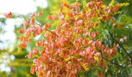 关于栾树的资料,绿色瑰宝，生态家园的守护者