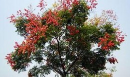 关于栾树的资料,绿色瑰宝，生态家园的守护者