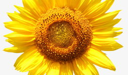 太阳花的资料,阳光下的坚韧之花