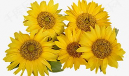 太阳花的资料,阳光下的坚韧之花