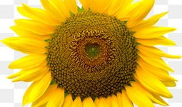 太阳花的资料,阳光下的坚韧之花